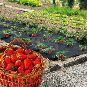 Fólia eper termesztéshez 1,4x10m
