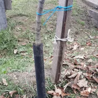 Fatörzsvédő hálók 