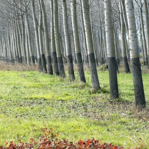 Favédő / facsemete védőháló, 15x55cm - 75 db