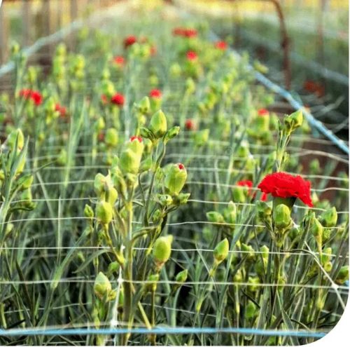 Szegfűháló 125mm x 125mm színtelen 1 x 500m