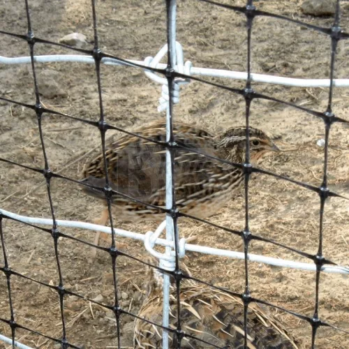Volier - fácán háló 4x300m,  rács 3x3 cm,  Uv álló
