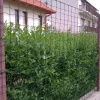 Decoplax erős ponthegeszett drótkerítés, zöld 183 cm