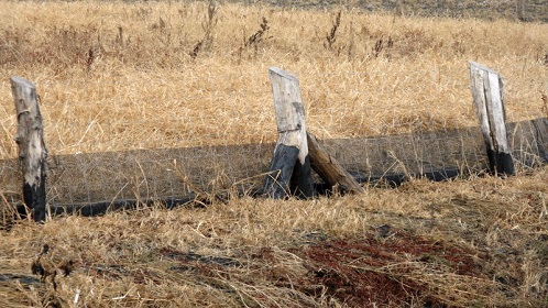 A békaráccsal sok bosszúságtól kíméljük meg magunkat